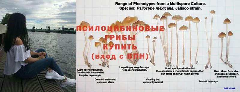 Псилоцибиновые грибы GOLDEN TEACHER  сколько стоит  Астрахань 